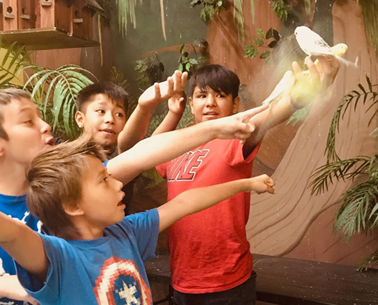 Wellpinit group of boys looking at a bird in an indoor enclosure